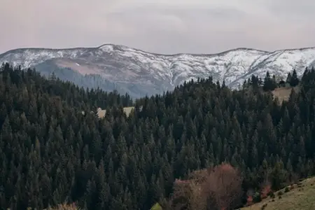 Romanian Vigneta Sfaturi pentru cumpărături și călătorii