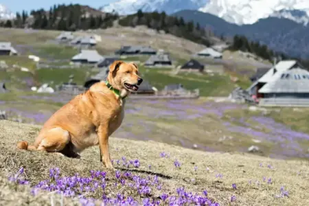 Slovenya'da araba ile seyahat deneyimleri