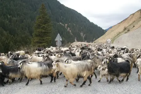 Začína sa výstavba diaľnice Sibiu-Făgăraș