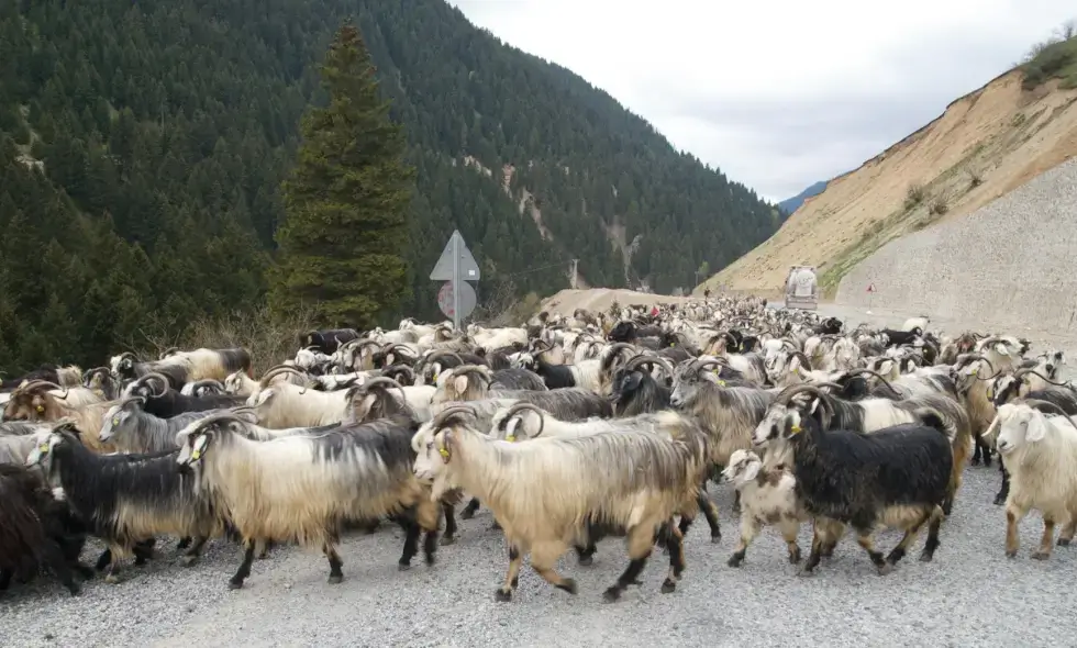 A Sibiu-Făgăraș autópálya építkezése elkezdődik